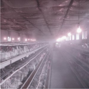 畜牧養殖噴霧消毒降溫